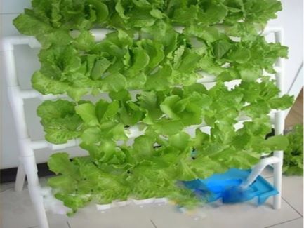 無土栽培式陽臺種菜，這幾種便捷的種植方式你嘗試了嗎？