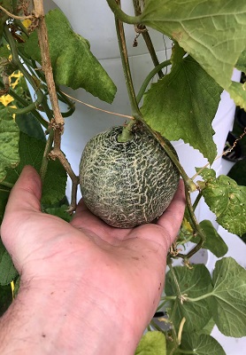 水霧立柱種菜